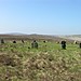<b>White Moor Stone Circle</b>Posted by Meic
