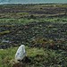 <b>Piperstown Standing Stone</b>Posted by ryaner