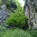 <b>Ebbor Gorge</b>Posted by moss