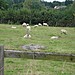 <b>Coate Stone Circle</b>Posted by Chance