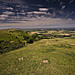 <b>Devil's Dyke (West Sussex)</b>Posted by A R Cane