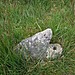 <b>Fernworthy stone row (North)</b>Posted by Chris Collyer
