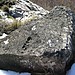 <b>Priafaia Altar stone</b>Posted by Ligurian Tommy Leggy