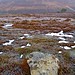 <b>Westerdale Moor</b>Posted by fitzcoraldo