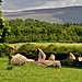 <b>Long Meg & Her Daughters</b>Posted by Jane