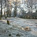 <b>Clava Cairns</b>Posted by drewbhoy