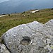 <b>Pian Munè's cup marked stones</b>Posted by Ligurian Tommy Leggy