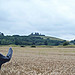 <b>Wittenham Clumps and Castle Hill</b>Posted by RiotGibbon