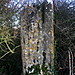 <b>The Harpstone</b>Posted by Dorset Druid