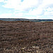 <b>West Godlingston Heath</b>Posted by formicaant