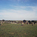 <b>Nine Maidens (Troon)</b>Posted by rynner
