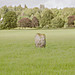 <b>Dane's Stone</b>Posted by hamish